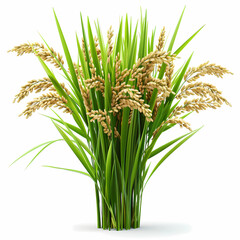  Rice spikes: rice plant  with long green leaves, isolated on white background, brown rice, rice grain