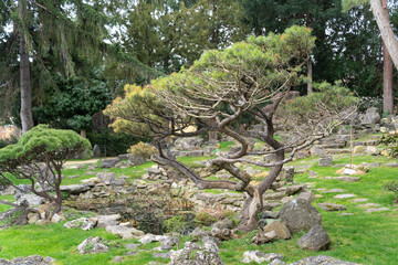 Well-kept bonsai trees in a Japanese garden in Vienna