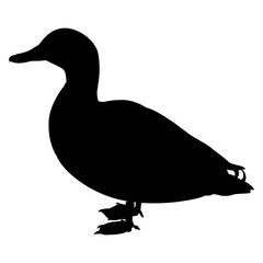 Mallard wild duck. Anas platyrhynchos. Standing waterfowl bird. Animal illustration. Black silhouette on white background.