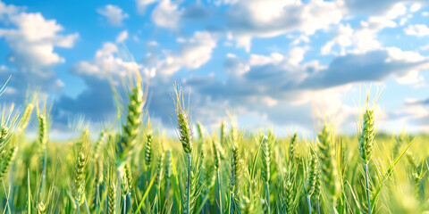 Obraz premium Ears of wheat against the background of a field