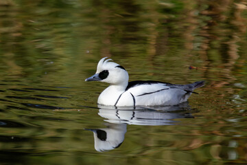 Smew (Mergellus albellus) Found in Northern Europe and Asia