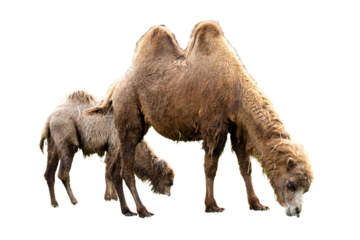 Mother and camel calf grazing in the grass