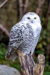 Snowy Owl (Bubo scandiacus) Found in Arctic Regions and Northern Canada
