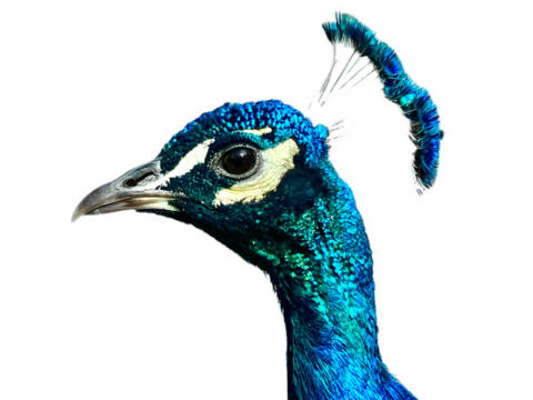 Peacock head. Close up of the head of a common peacock