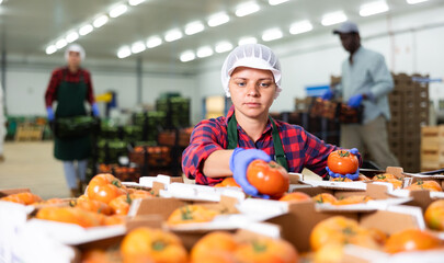 Hardworking young farmer woman inspects freshly picked tomatoes from crates while working at a...