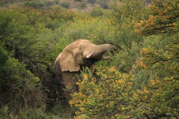 Südafrika Tiere