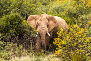 Südafrika Tiere