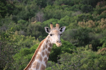 Südafrika, Tiere