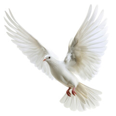 Obraz premium A beautiful white dove in flight with outstretched wings isolated on a white background. Symbol of peace and purity.