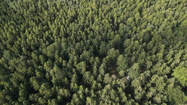 Large mountains green spruce forest aerial view, Brdy mountains aerial drone view, Rochota area, CZechia