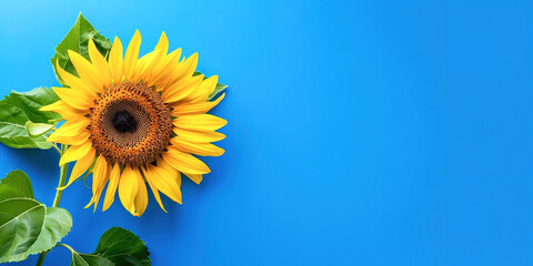 Obraz premium Sunflower on a blue background