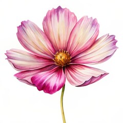 Obraz premium Watercolor Pink Cosmos Flower on White Background, watercolor, botanical, flower, pink