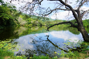Obraz premium Mirror reflection of vegetation in the water of a lake. Beautiful landscape reflection