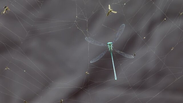 Powerless dragonfly prey caught in orb weaver spider web. Blue dragonfly. Web a Caught Beetle and Dragonfly. Trapped insects. Survival in wild nature. Prey of a predator.