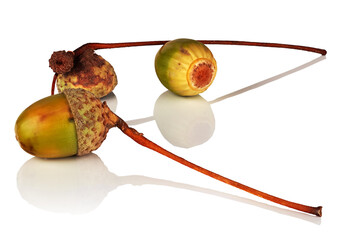 Oak acorns