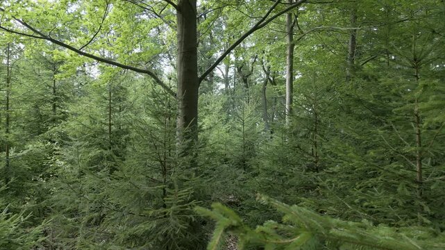 Young new forest spruce tree growing reforestation