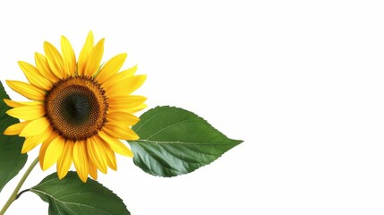 Obraz premium A bright yellow sunflower with vibrant green leaves, isolated against a crisp white background. High detail on petals and leaves, perfect for commercial use