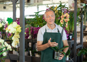 Mature male employee of garden shopping center inspects product, pot with orchid. Department with potted plants, employee with flower pot in hands, is preparing to advise clients