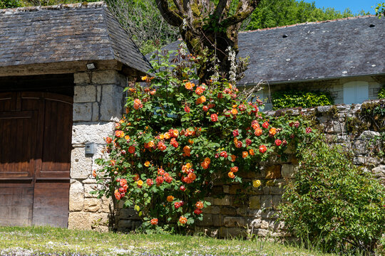 Summer blossom of fragrant colorful roses flowers on narrow streets of small village Gerberoy, Normandy, France