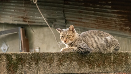 cautiously stray tabby cat