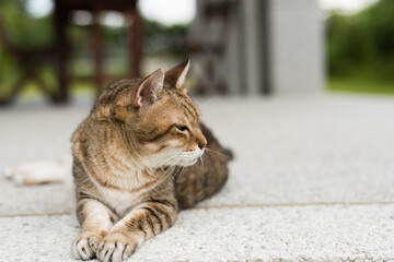 Fototapeta premium tabby old fat cat