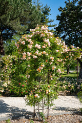 Blossom of white rose flowers growing in rosarium in public garden in Arcachon touristic town,...