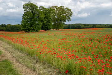 Colorful nature background, poppy and blue flax linen fields with many red poppy flowers, Charente, France in spring
