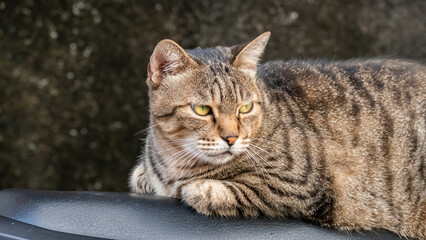 stray cat stay on a motorcycle