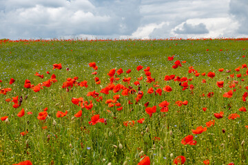 Colorful nature background, poppy and blue flax linen fields with many red poppy flowers, Charente, France in spring