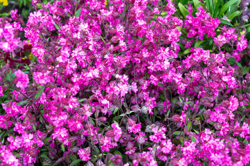 Obraz premium Pink blossom of Silene pendula catchfly ornamental plant in garden