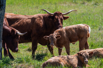 Green pastures with grazing cows in Perigord Limousin Regional Natural Park, Dordogne, France in spring
