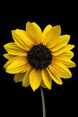 Sunflower isolated on black background