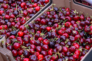 New season of ripe red sweet cherry summer fruits, cherry for sale on farmers market
