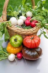 Bio gardening, organic harvest of fresh vegetables, tomatoes, cucumbers, white and red radish roots vegetables in wicked basket and green grass on background