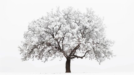 Obraz premium Tree against a white backdrop