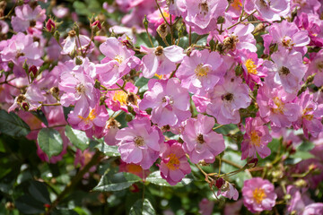 Blossom of pink rose rosehips flowers growing in public gardens in Bordeaux, France in sunny day.