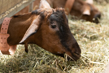 Alpine or Saanen goats on cheese making goat farm in regions Perigord and Quercy departement Lot, France. Making of Rocamadour soft goat AOC cheese with soft rind.