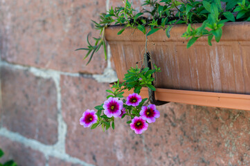 Flowers of colorful ornamental petunia plant in boxes mounted on wall