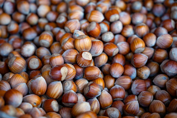 Wicker basket with collected hazelnuts, cultivation of AOP walnuts in Perigord, Dordogne, France