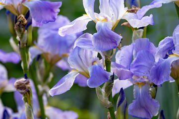 Lilac blue iris flowers, spring blossom of colorful irises in Provence, South of France, nature background