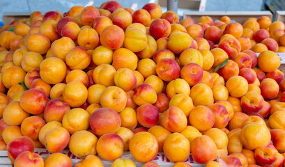 New harvest of fresh ripe sweet yellow-red apricots fruits in Provence, France
