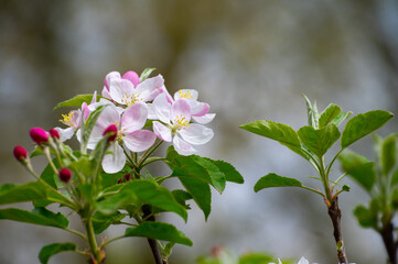 Spring pink blossom of apple trees in orchard, fruit region Haspengouw in Belgium, close up