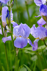Lilac blue iris flowers, spring blossom of colorful irises in Provence, South of France, nature...