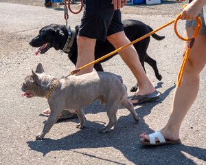 People walking their two happy dogs, Lab and French Bulldog, at a public outdoor event in the summertime.