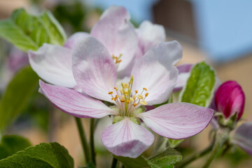 Spring pink blossom of apple trees in orchard, fruit region Haspengouw in Belgium, close up