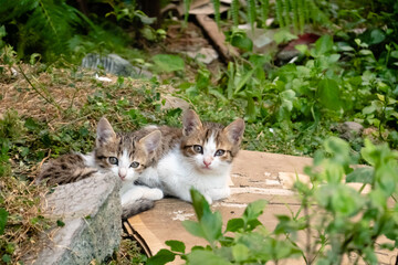 young stray cat with her brothers