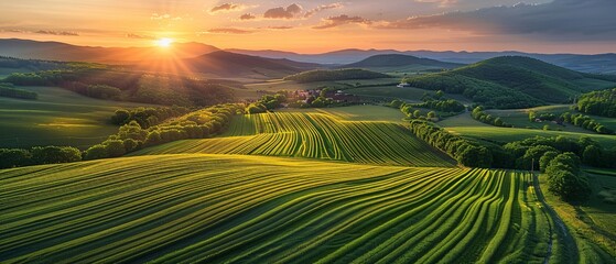 Fototapeta premium Tractor in a green field during sunset.