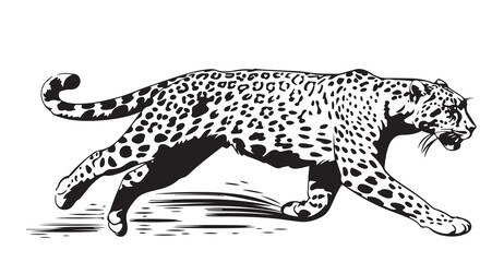 Leopard . Black and white graphic. Vector illustration on white isolated background. Good for packaging, tattoo, and t-shirt designs. © BigJoy