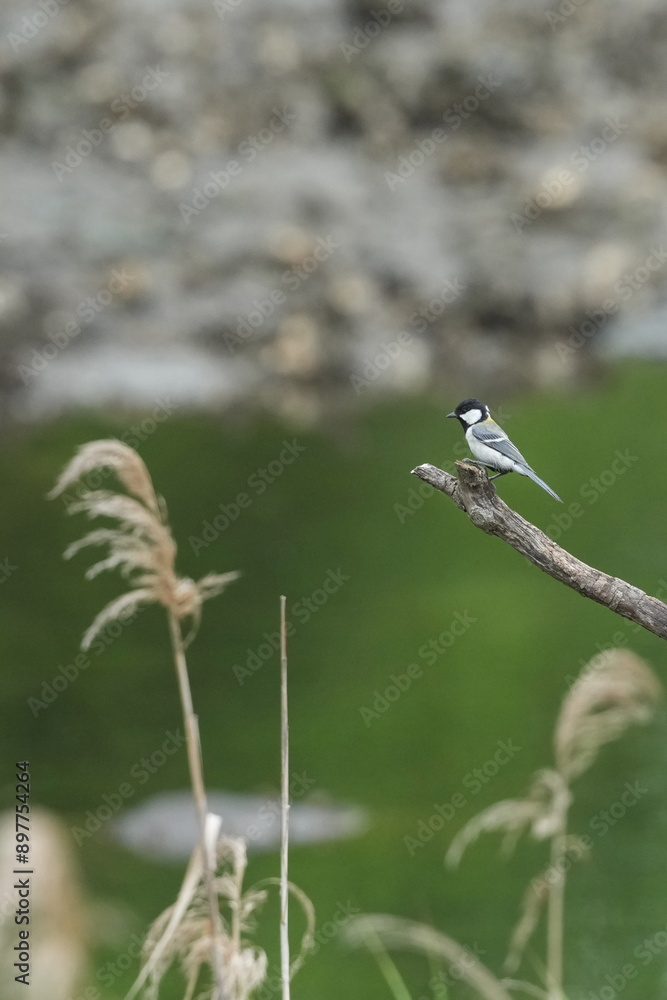 Wall mural japanese tit in a forest