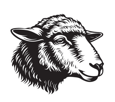 recommend clip art: Hand drawn sheep in sketch style. Wool, lamb symbol. Farm animal vintage vector illustration